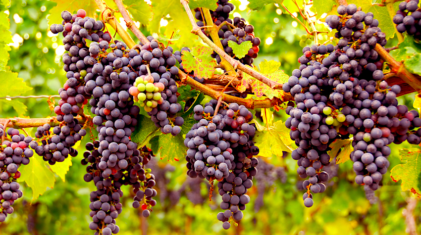 Grapes