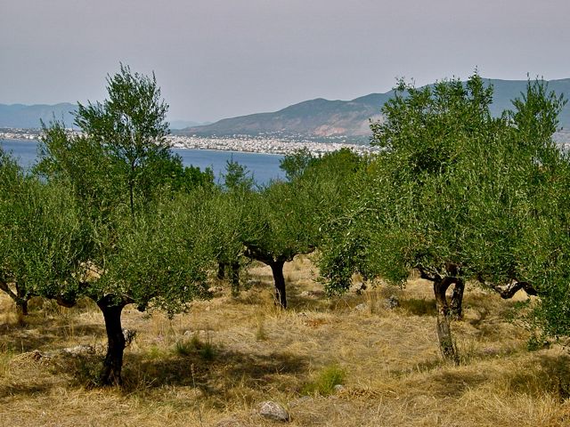 Kalamata olives