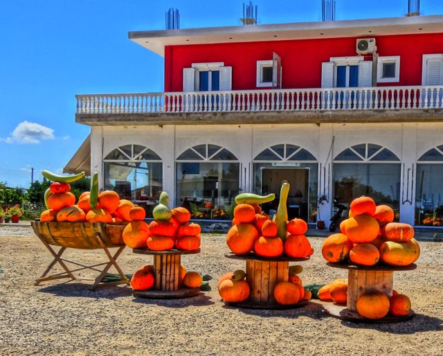 Pumpkins in Ilia