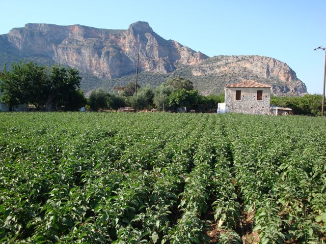 Leonidio, eggplants