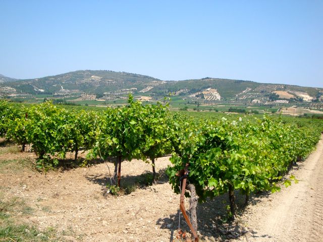 Grapes in Nemea, Greece
