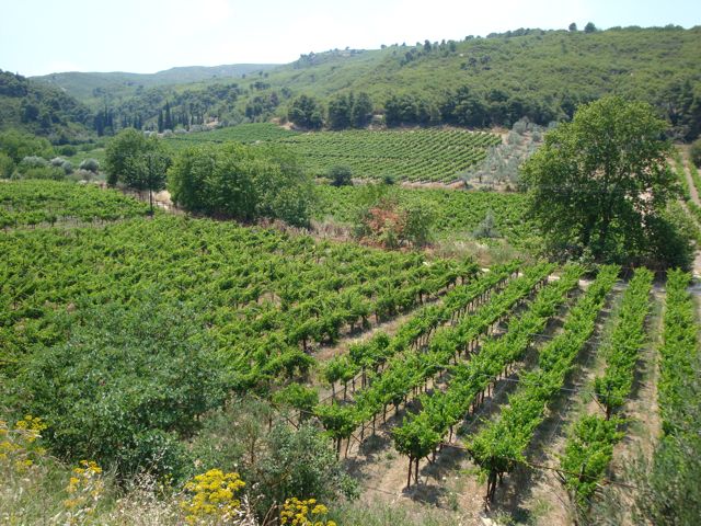 Nemea grape vines for wine