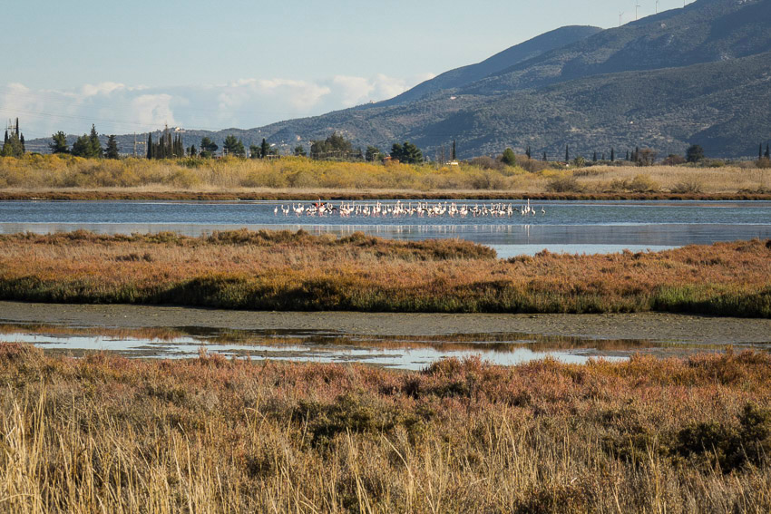 Psifta wetlands, flamingoes