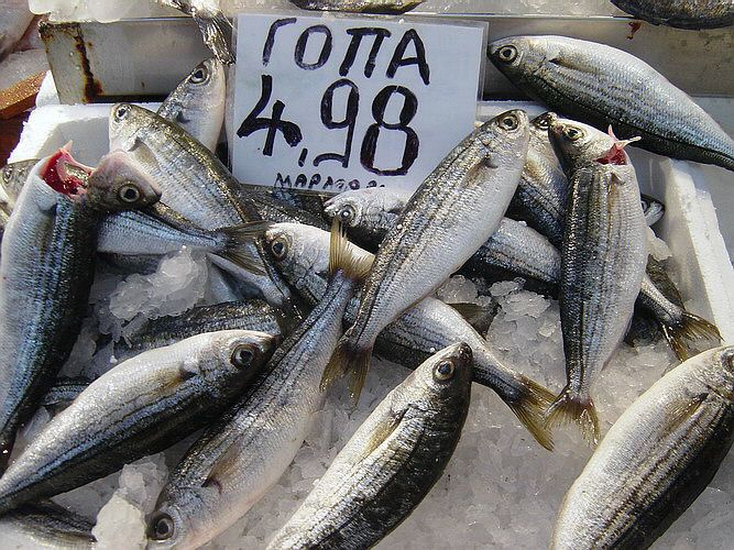 fish-gopa.jpg