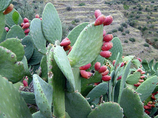 prickly-pear.jpg