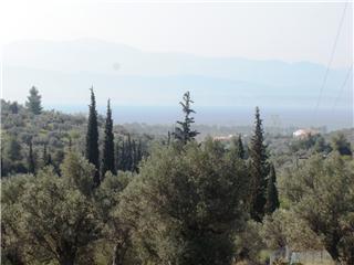 Land in Eretria, Evia, Greece