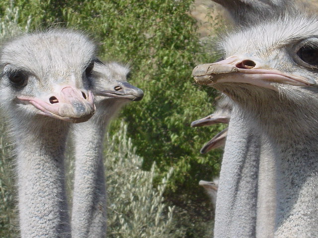 Ostrich farm