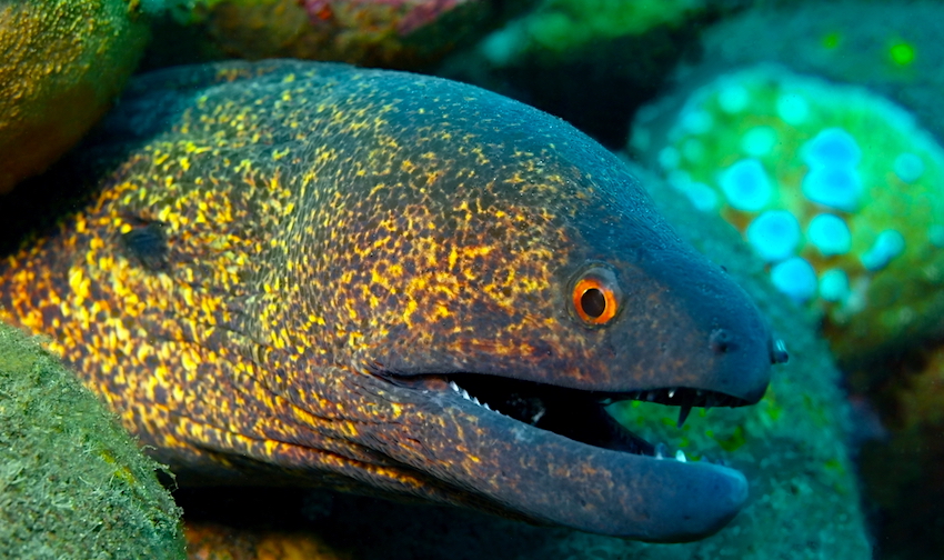 Moray Eel