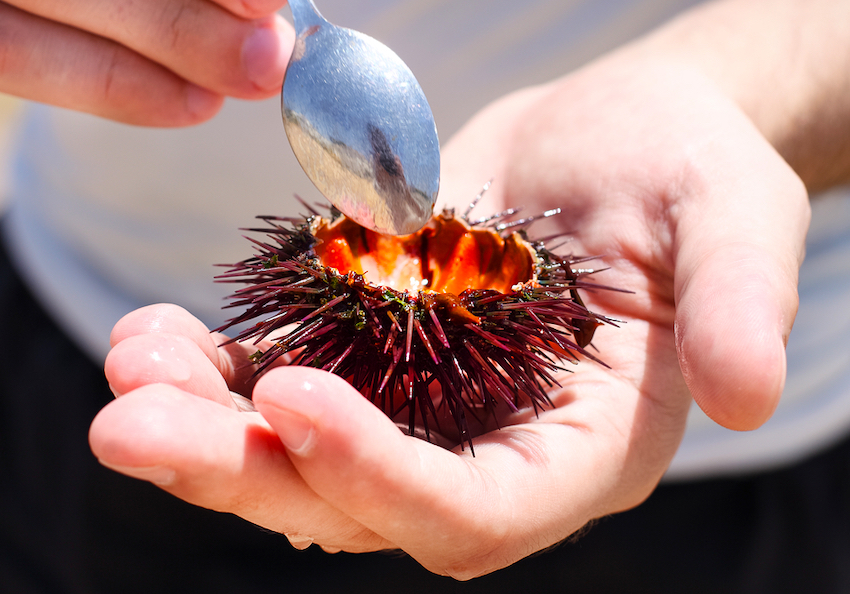 Sea urchin