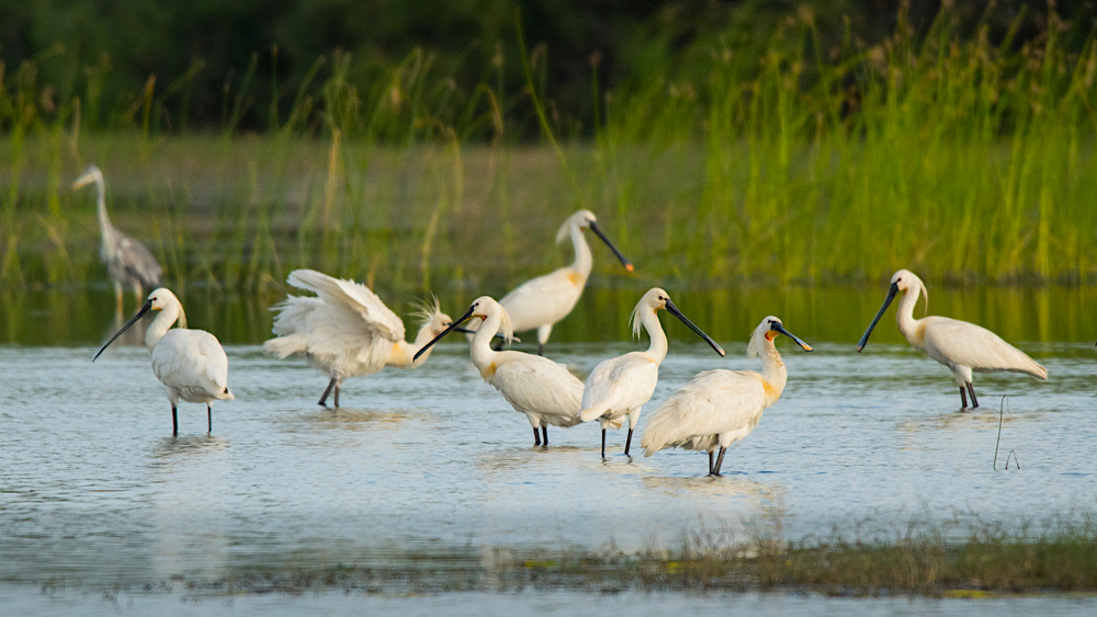 Evros River Delta