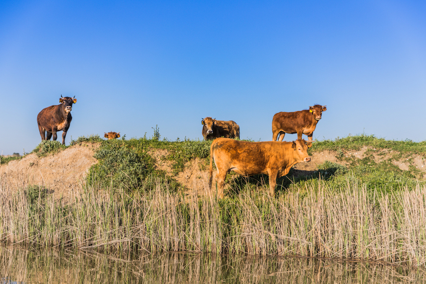 Evros Cows