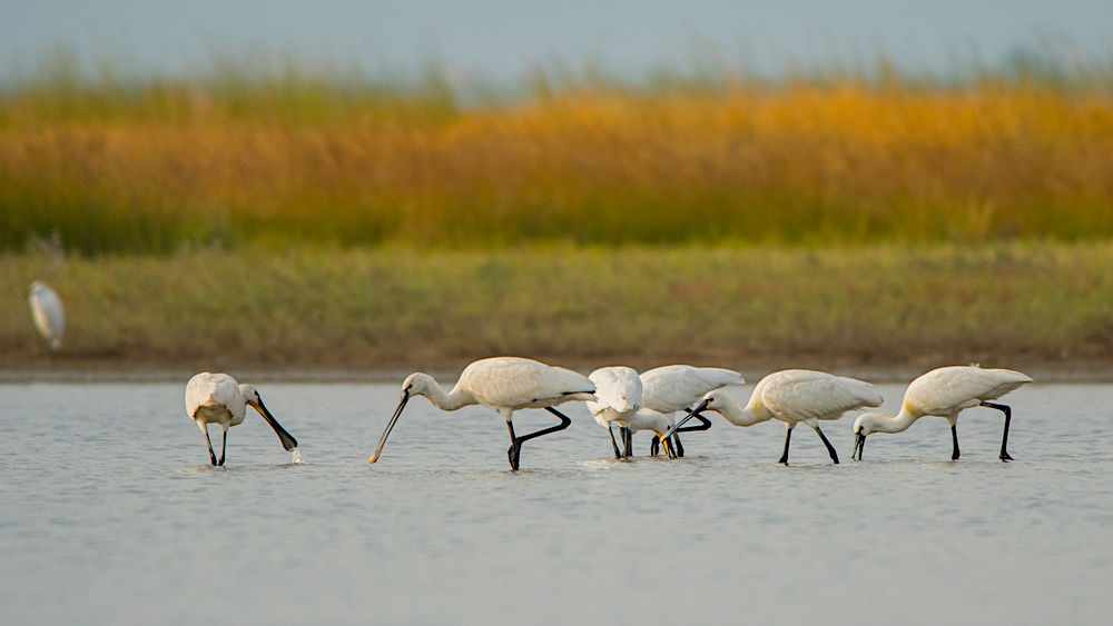 Everos River Delta