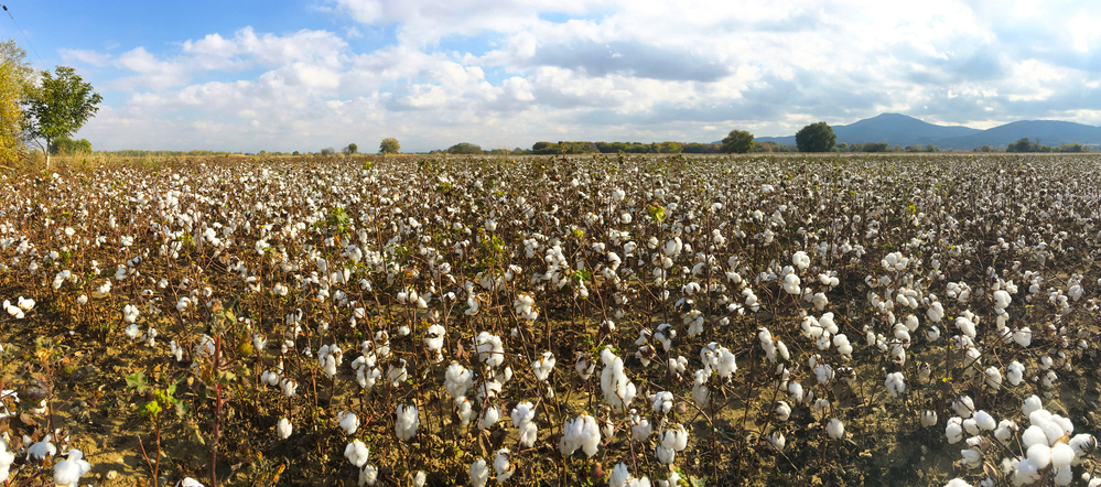 Greek cotton