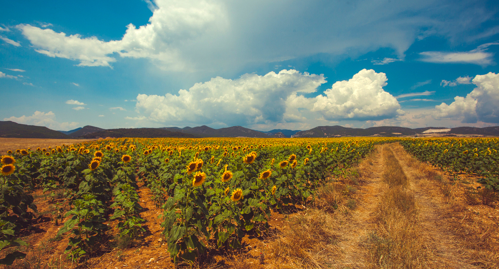 Sunflowers, Evros
