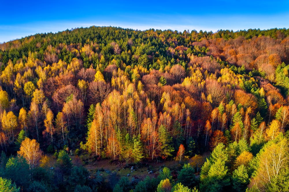 Forest near Xanthi