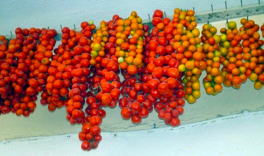 Chios Tomatoes