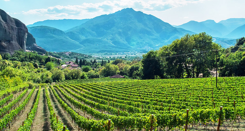 Nemea Vinyards