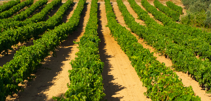 Nemea grapevines for wine