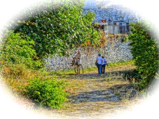 Donkey, tourists, greek island