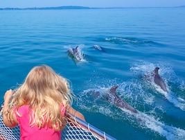 Dolphin Cruise