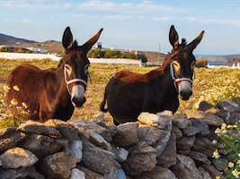 Naxos Tours