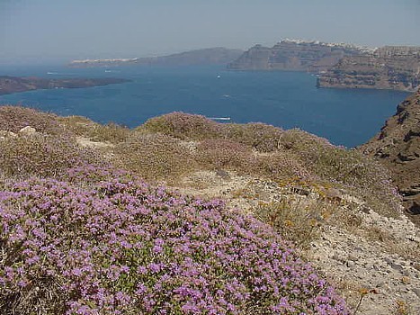 santorini wildflowers
